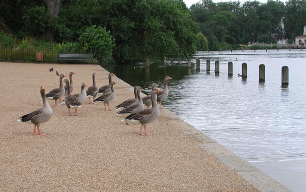 towards the serpentine