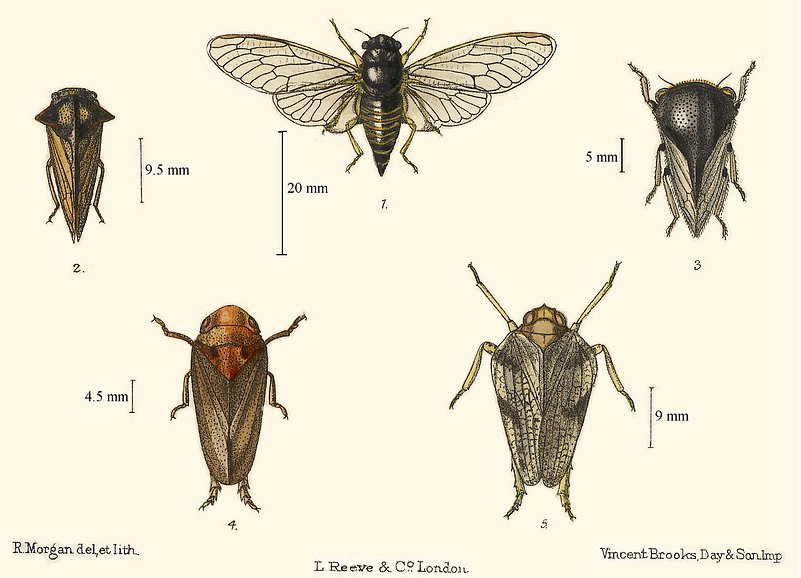 Cicadetta montana