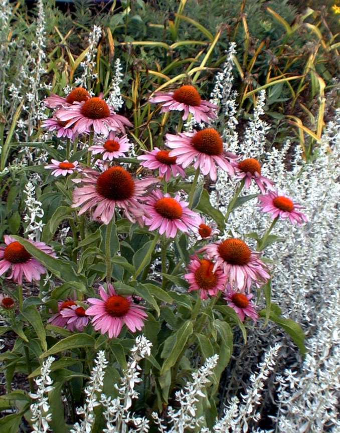 Bright Flowers