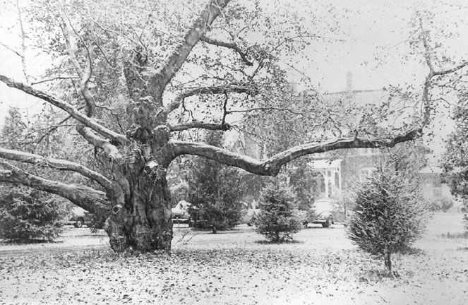 Snow on Trees