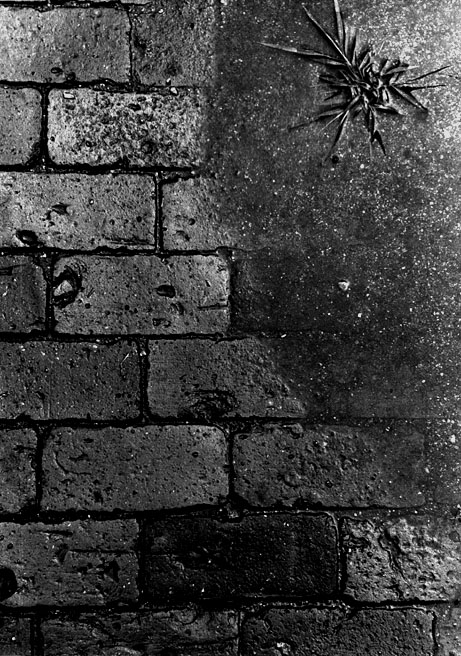 Brick Sidewalk and Puddle