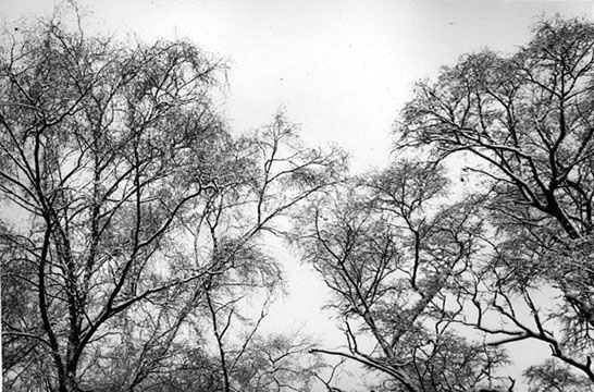 Snow on Trees