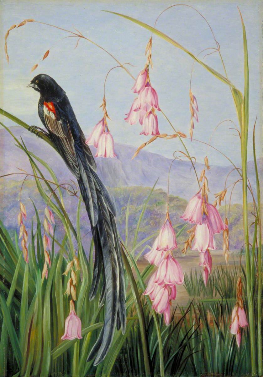 Marianne North