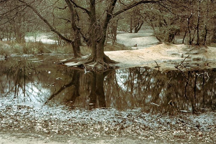 Trees on Hampstead Heath